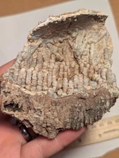 Epic Fossilized Agatized Coral Botryoidal Display Crystal Cluster FL Florida