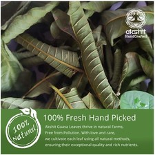 75g Dried whole Guava Leaves, Guava Leaf tea, Guajava Loose Leaves , Herbal Tea