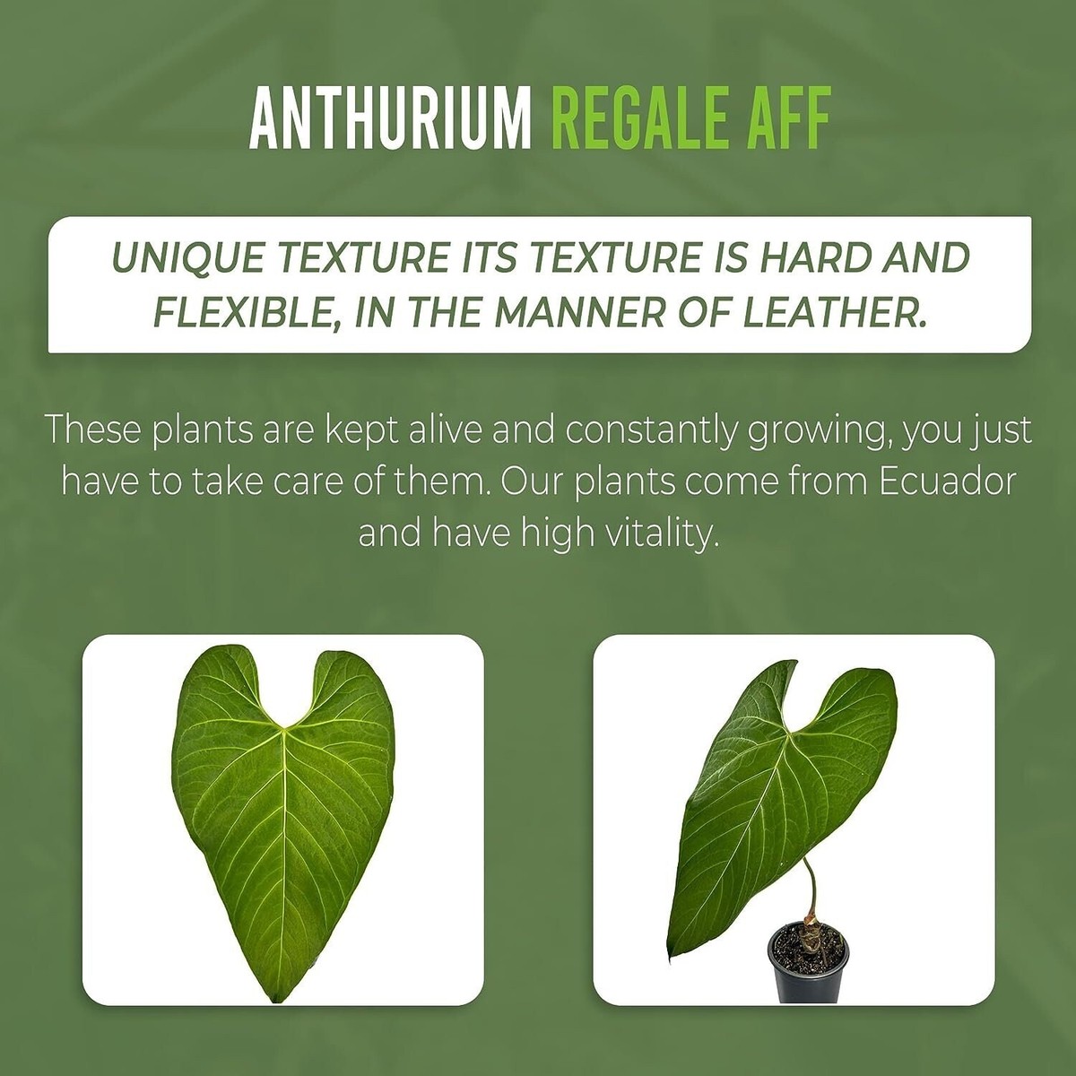 buy philodendron online australia Philodendron Painted Lady | Uprooted main image 0