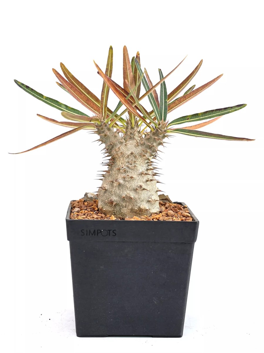 6cm Succulent Cactus Plant Pachypodium Rosulatum Var