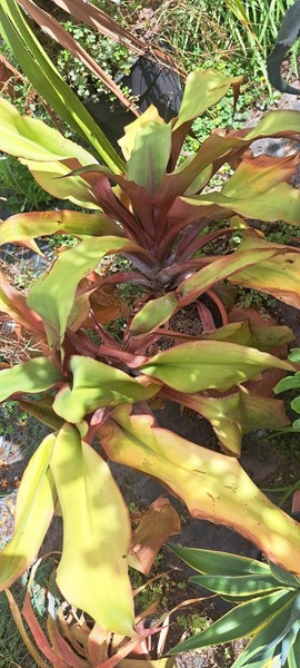 Bromelia Aechmea tayoensis