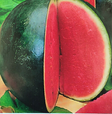 10 Samen Wassermelone Rosario F1 frühe Melonen Sorte für kühlere Klimazonen