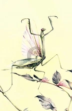 The Praying Mantis (1921) by E J Detmold *Art Postcard NEW