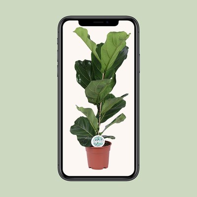 Ficus Lyrata Geigenfeige - Ø17cm - Höhe 60cm - Pflegeleichte Zimmerpflanze für I