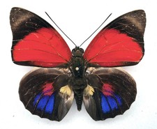 Agrias claudina claudina - AgriasButterflies.com