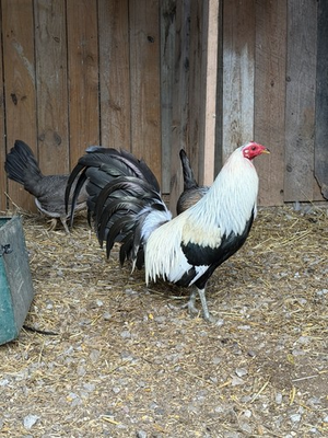 #ad Bennett Grey Fowl 6 $45.00