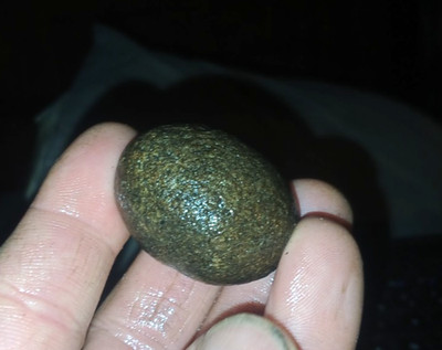 FOSSIL EGG PREHISTORIC M ILLIONS OF YEARS AGO