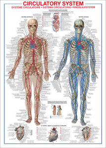 Anatomy Wall Charts