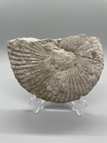 Texas Ammonite Fossil Oxytropidoceras 5" Cretaceous Era Duck Creek Formation - Picture 1 of 14