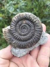 LARGE DACTYLIOCERAS sp AMMONITE WHITBY YORKSHIRE UK DINOSAUR FOSSILs