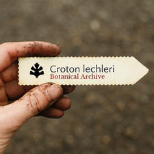 Croton lechleri | Dragons Blood Tree | 10 SEEDS -