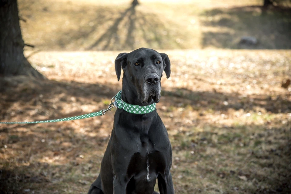 Juego de collar y correa mediana Martingala Lucky Dog, alternativa, día de San Patricio Foto 4 de 4