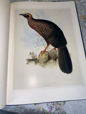 アート・デザイン・音楽 CLASSIC NATURAL HISTORY PRINTS BIRDS アート・デザイン・音楽 CLASSIC NATURAL HISTORY PRINTS BIRDS アート