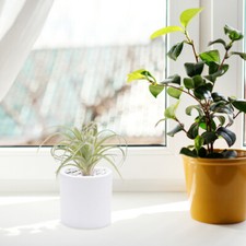  Artificial Plants Home Decoration Tillandsia Air Bromeliad Faux Succulent