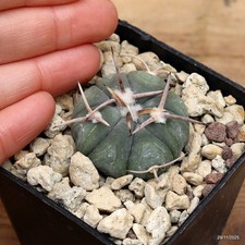 Echinocactus horizonthaonius rs1038 charcas Vaso 7 cm  Cod.2911-8