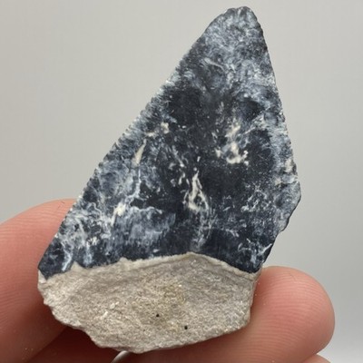Great White Shark Tooth Fossil Ultra Rare Bone Valley Blue 1.86 