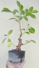 Tiger Bark Ficus Microcarpa Pre Bonsai Dwarf Shohin Fat Trunk Nice Nebari
