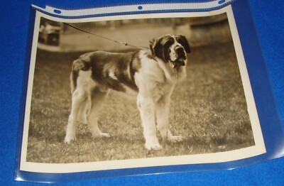 Vintage Photograph 1930's Dog Show Press Photograph 8'' X 10'' Saint Bernard
