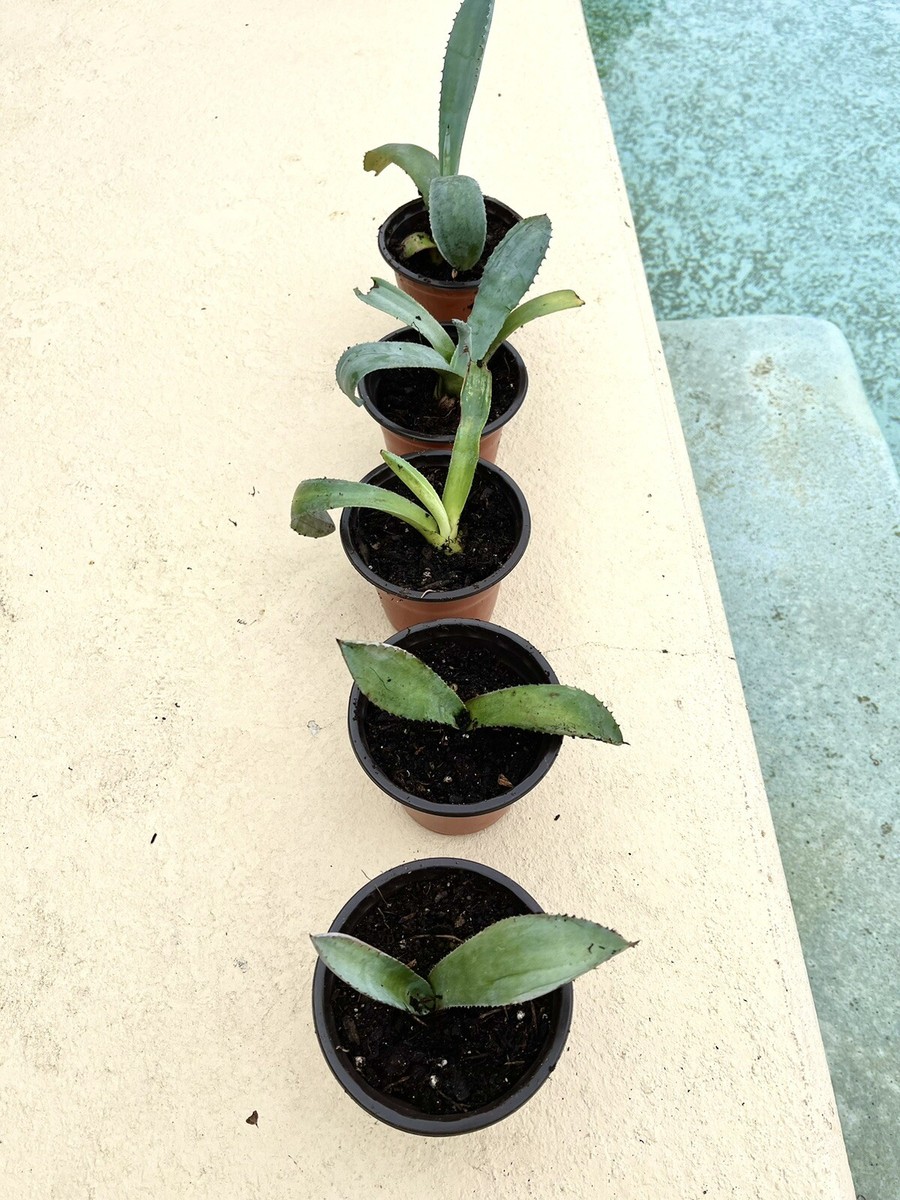 アガベ Blue cactus Amazon.com : Agave Blue Glow Cacti Cactus Succulent Real