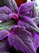 2 x Purple Passion velvet LIVE plants SMALL STARTER PLANT(Gynura