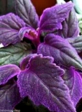 2 x Purple Passion velvet LIVE plants SMALL STARTER PLANT(Gynura Aurantiaca) 