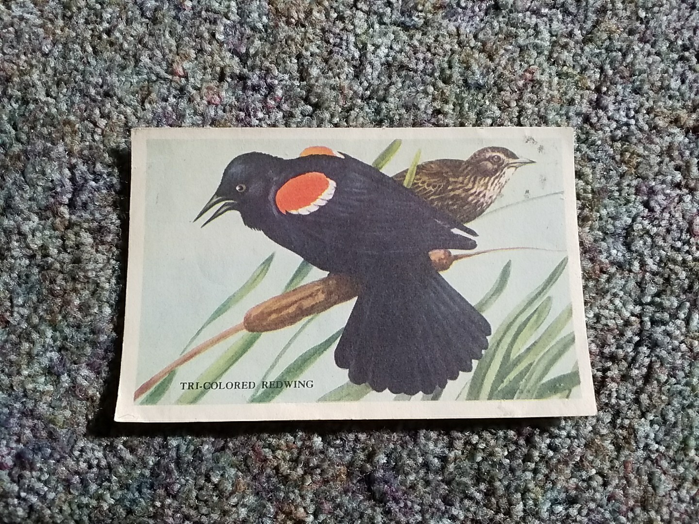 Vintage Loma Linda Food Bird Advertising Cereal Trade Card Tri-Colored Redwing