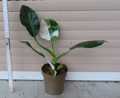 Philodendron white Princess 6
