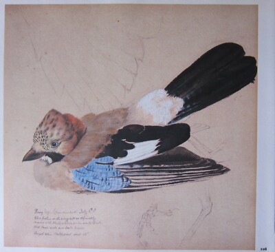 BEAUTIFUL TUNNICLIFFE BIRD PRINT ~ YOUNG JAY 