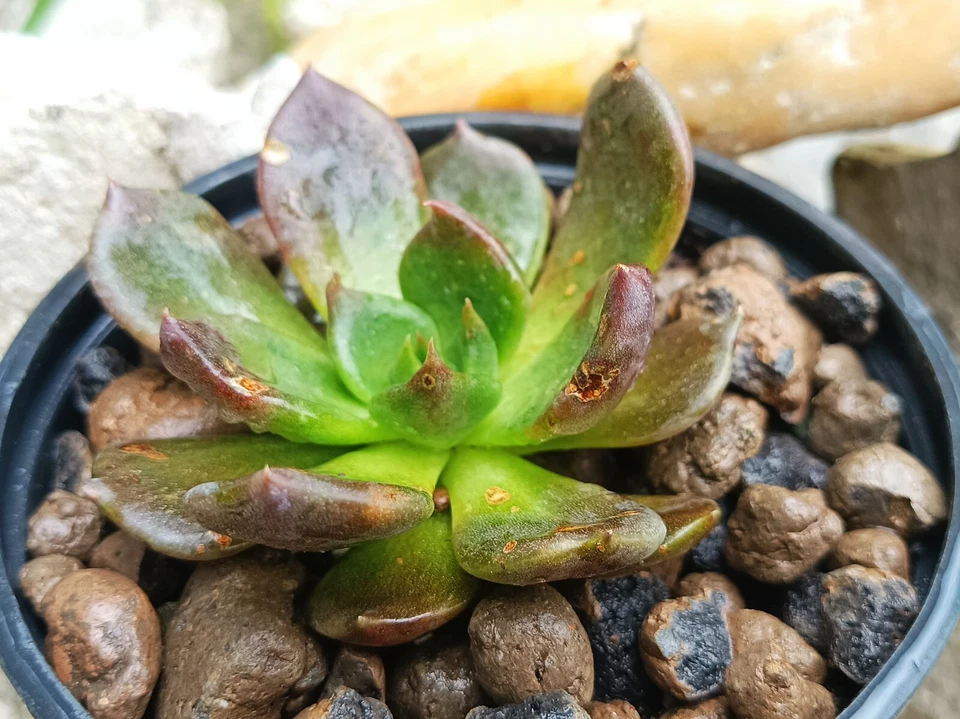 Echeveria Black Prince rare succulent cactus cacti live plant free gift - Image 3 of 4