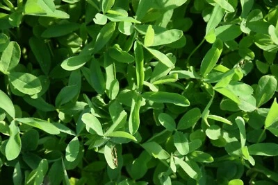 HALE HABITAT & SEED Completely Clover Food Plot Seed - 5 Clovers - 1/2 Acre Bag - Whitetail/Turkey