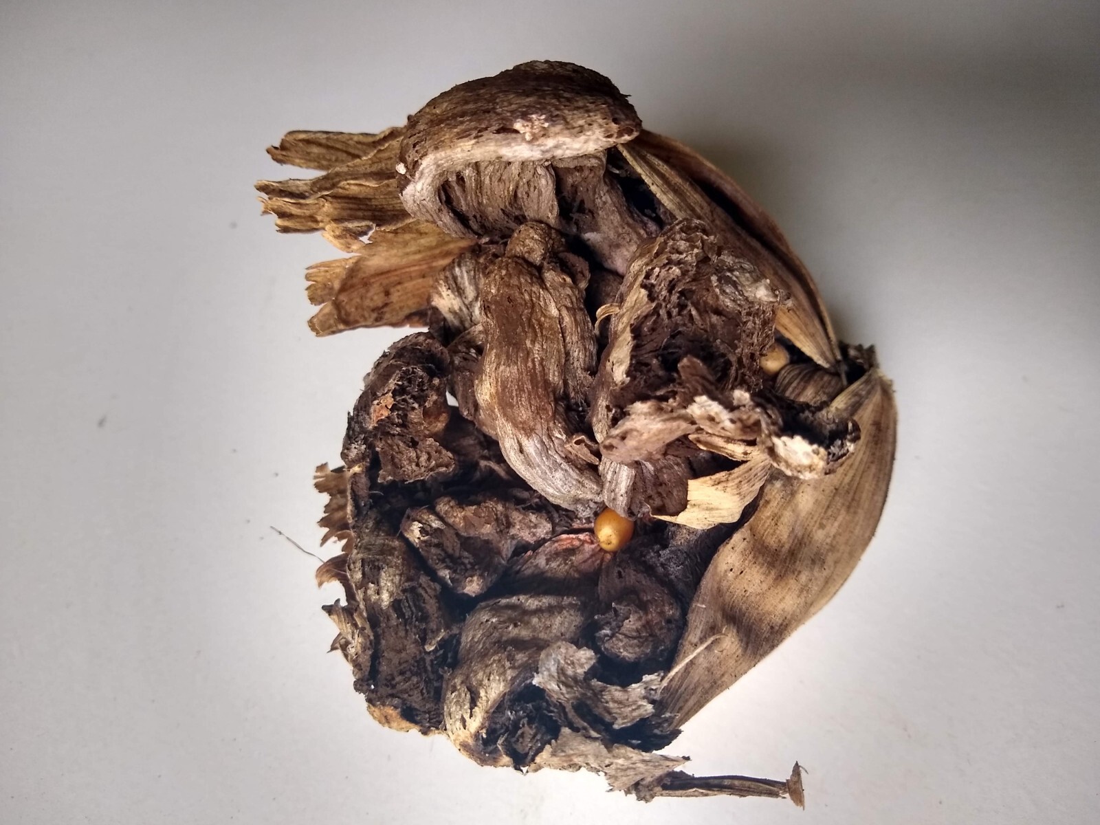 Huitlacoche Spores ~ Corn Fungus ~ (Ustilago maydis) ~ Corn Mushroom