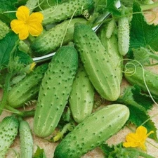 28 SEEDS - cucumber, CAROLINA - Pickling - GroCo USA - BUY 15=FREE SHIPPING