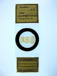 Antique microscope slide by F & G. Triple timber sections. Acer pseudoplatanus.