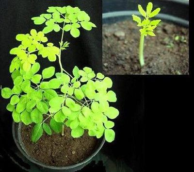 Meerrettichbaum  Zimmerpflanze  alle Teile essbar - /Samen | eBay.de