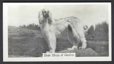 SINCLAIR (J) - CHAMPION DOGS, 1ST - #1 SMALL AFGHAN HOUND