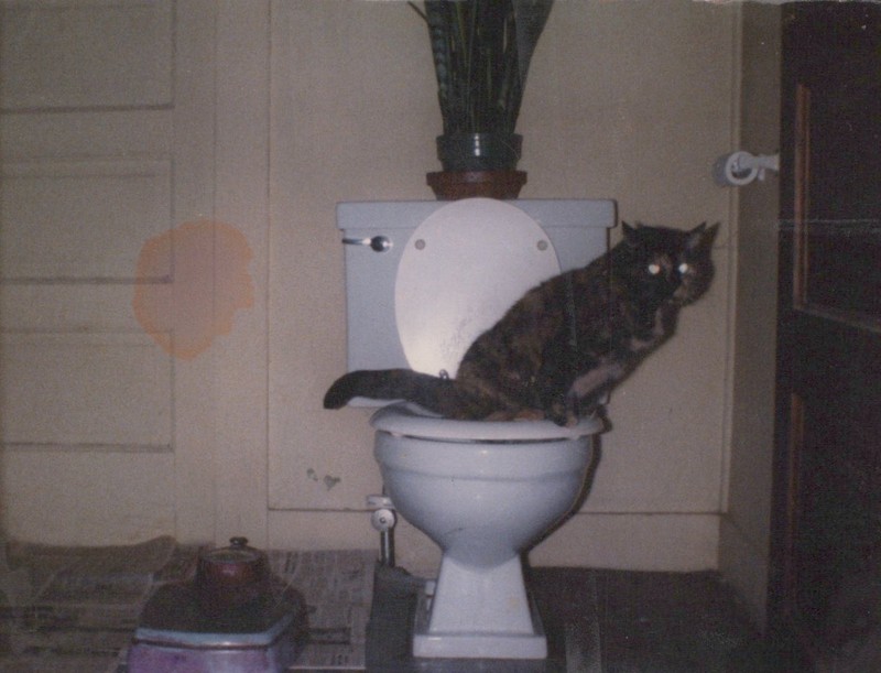 FUNNY cat on the toilet doing #2 -  VINTAGE AMATEUR FOUND 3x4 PHOTO 1980's
