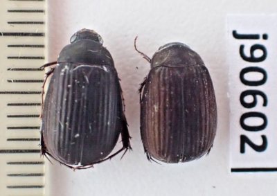 j90602. Insects, Maladera sp. Vietnam North. New area!!! | eBay