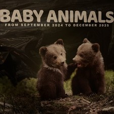    Brand New/Unopened LARGE-Baby Animals Calendar Sept 2024-December 2025   