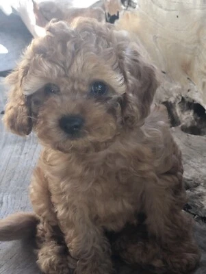 cavoodles for sale gumtree