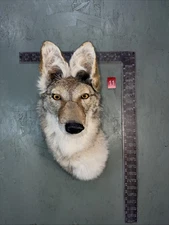 Beautiful Taxidermy Coyote Wall Mount Man Cave Den Mount Badger Bobcat