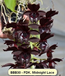Fredclarkeara Medianoche Encaje (Mormodia Pintado Desierto x Ctsm. fimbriatum)