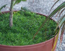 1000+ SEEDS 2024 Terrarium IRISH MOSS family ground cover S. procumbens compacta