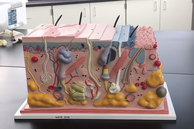 Advanced 3D Anatomical Skin Model | Cross-Sectional Human Skin Structure