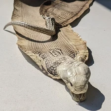 Tanned Whole Cobra Snakeskin Taxidermy w/ Internal Bony Tail Decoration 5.75x59"