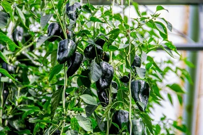 SEEDVILLE USA 50 ANCHO POBLANO PEPPER Chili Pepper Capsicum Annuum Vegetable Seeds