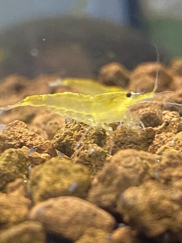 50x GAMBA NEOCARIDINA YELLOW FIRE, para acuario, pecera de agua dulce y caliente - Imagen 2 de 4