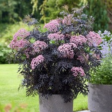 3 Litre Pot Stunning Sambucus Black Lace. (Ornamental Black Elder).