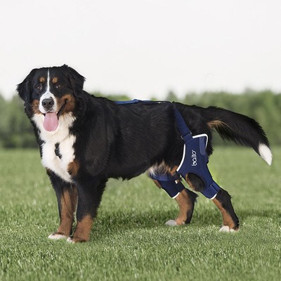 canine knee brace for luxating patella