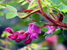 Borstenakazie - Borstige Robinie 150 cm im Container