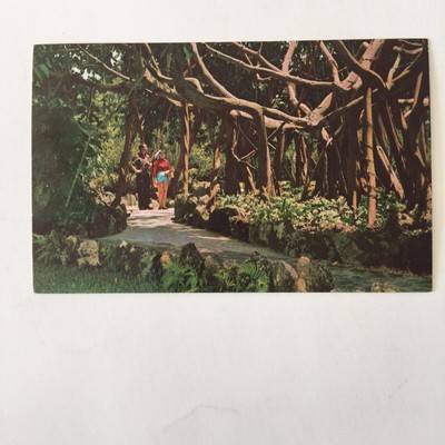 Giant Banyan Tree Ficus Altissima Parrot Jungle Unposted Vintage Postcard 